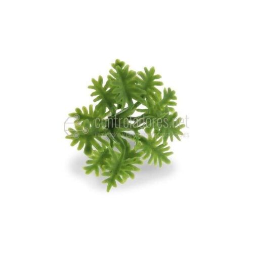 Curly Leaf Green Plant