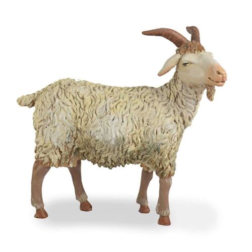 Goat for 24cm.